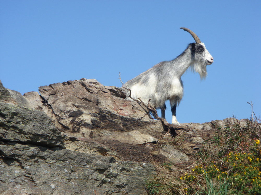 Valley of the Rocks Goat
