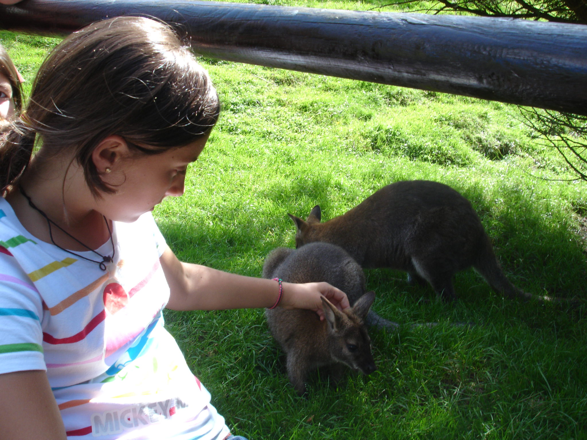 wallaby love