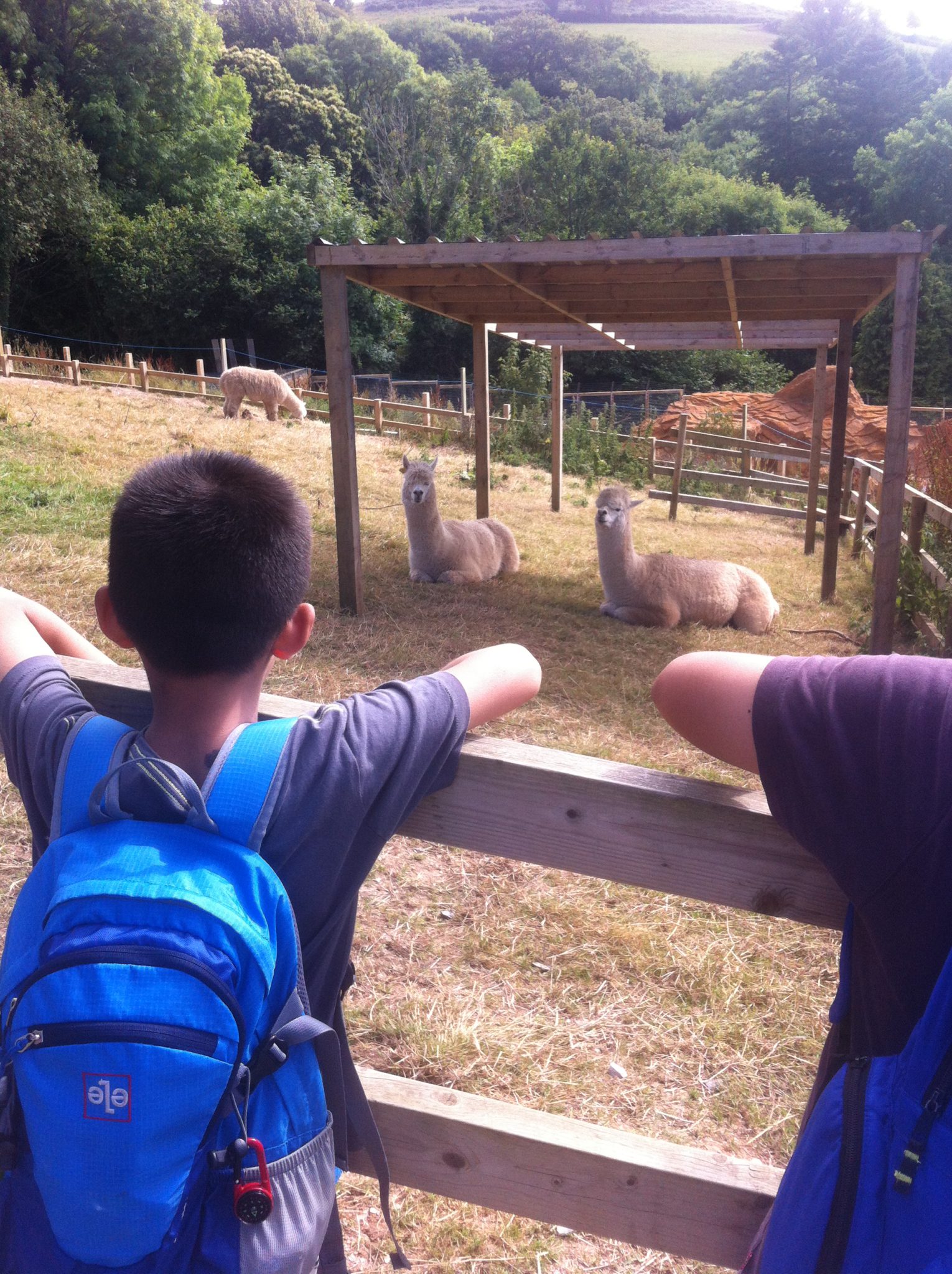 watching the lamas